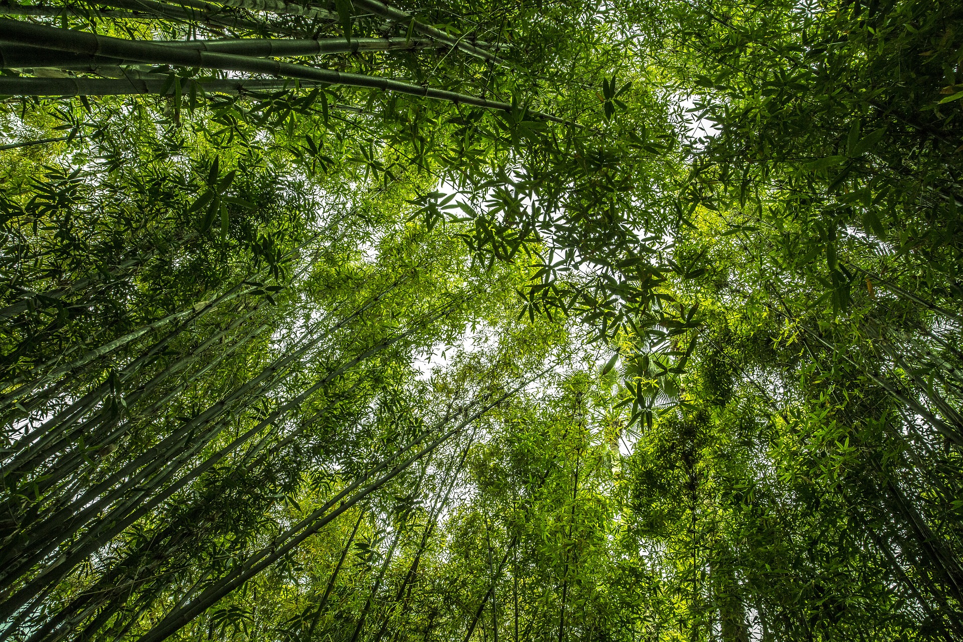 竹林、静寂